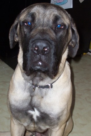 This is Dyson our English Mastiff